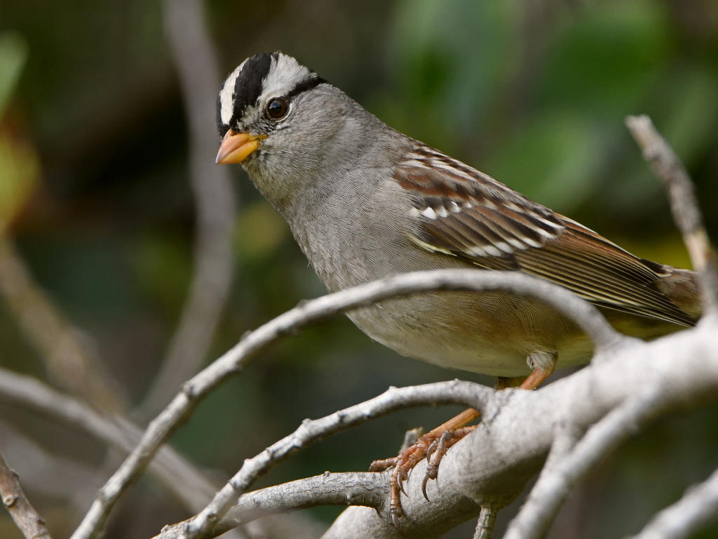Sparrow5.jpg