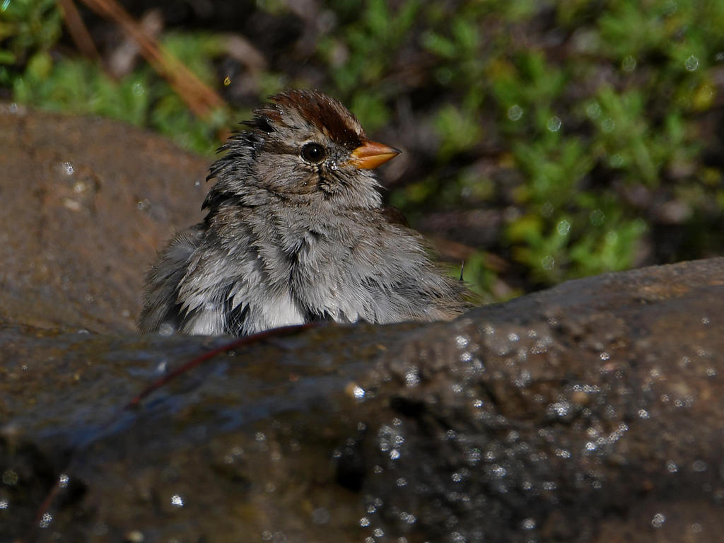 Sparrow5.jpg