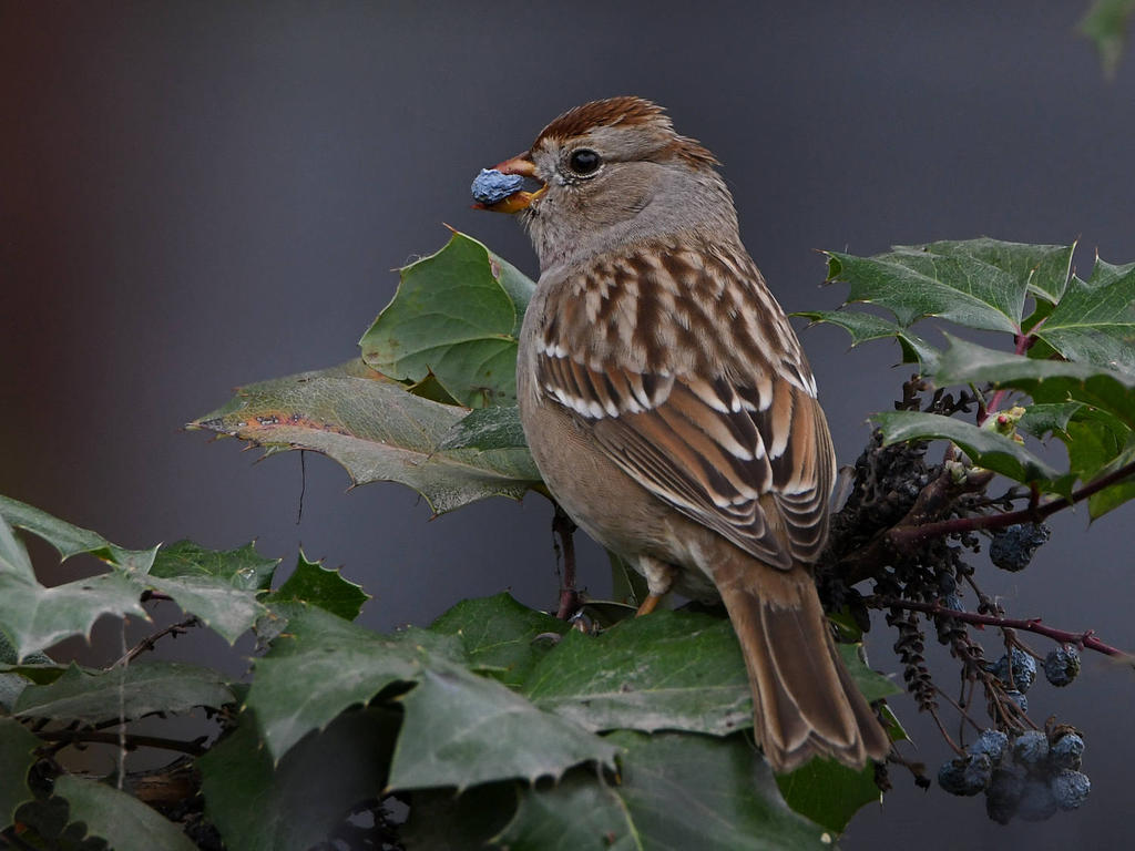 Sparrow5.jpg