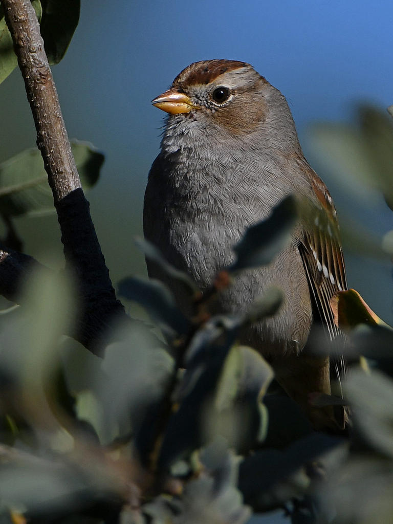 Sparrow5.jpg