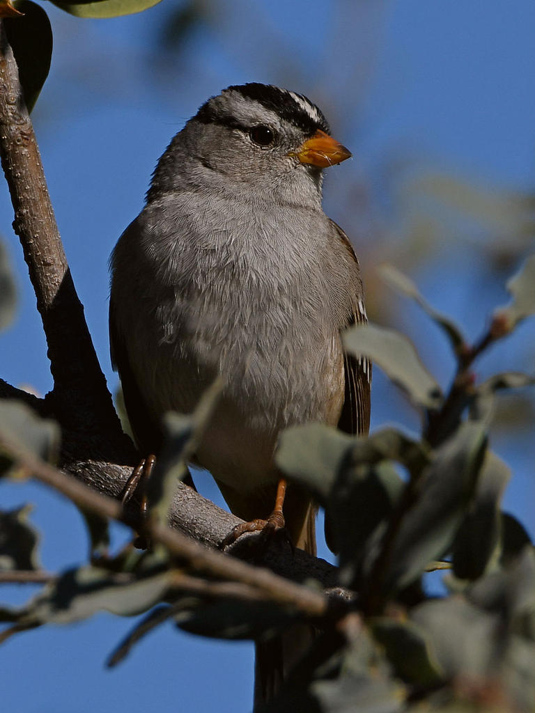 Sparrow5.jpg