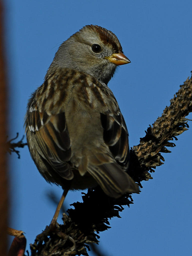 Sparrow5.jpg