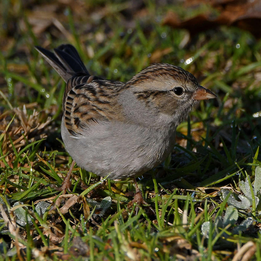 Sparrow5.jpg