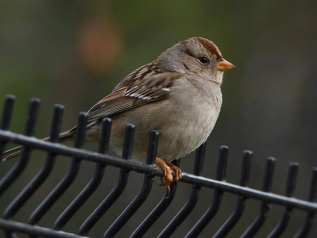 Sparrow5.jpg