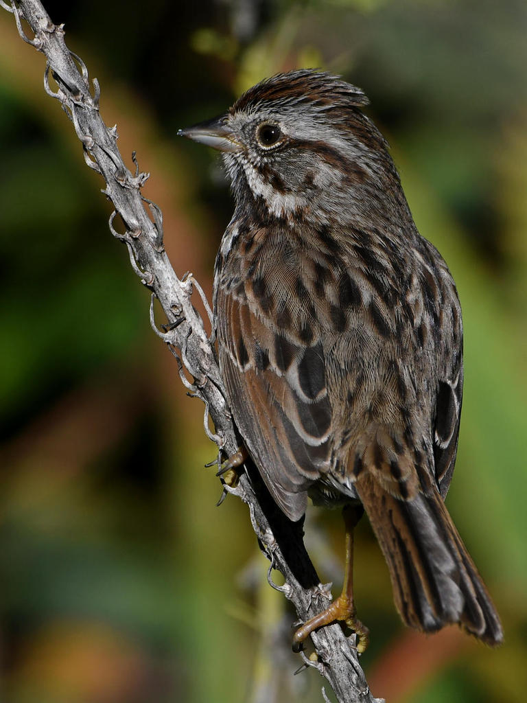 Sparrow5.jpg