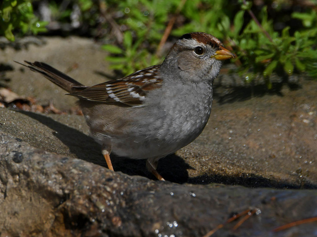 Sparrow5.jpg