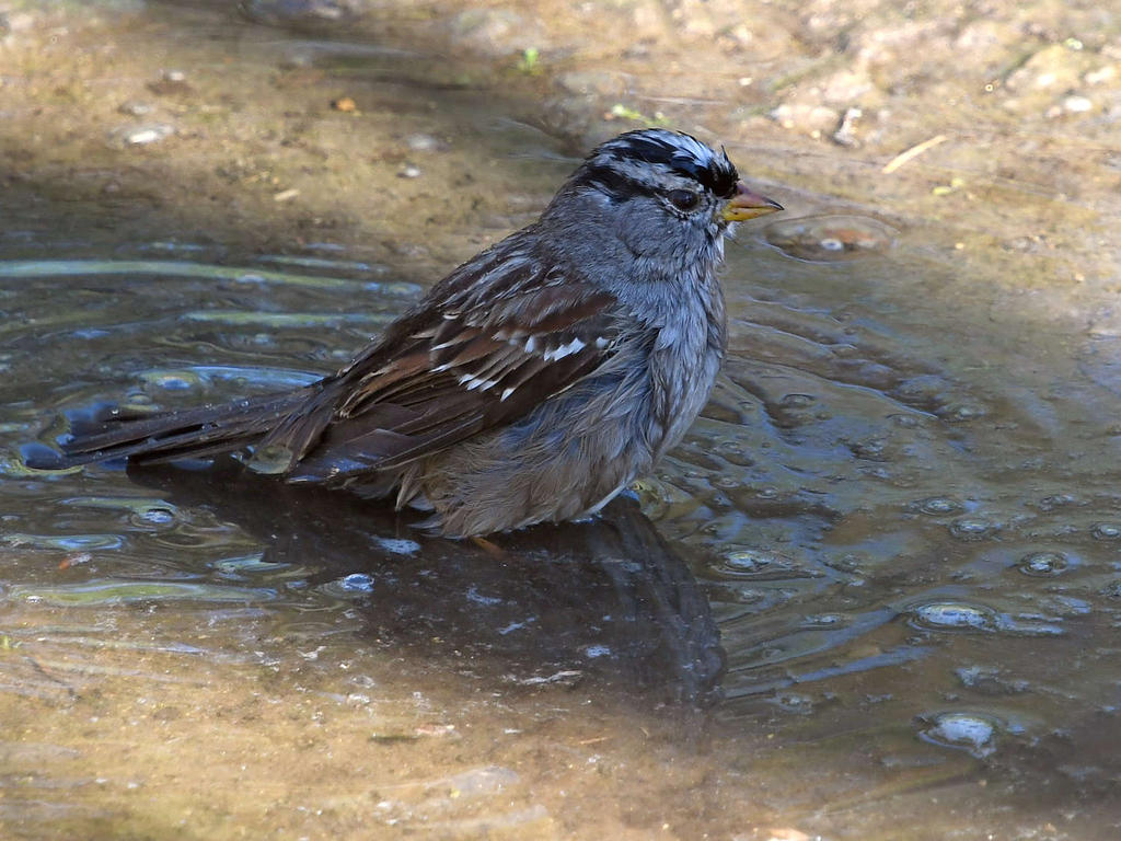 Sparrow5.jpg