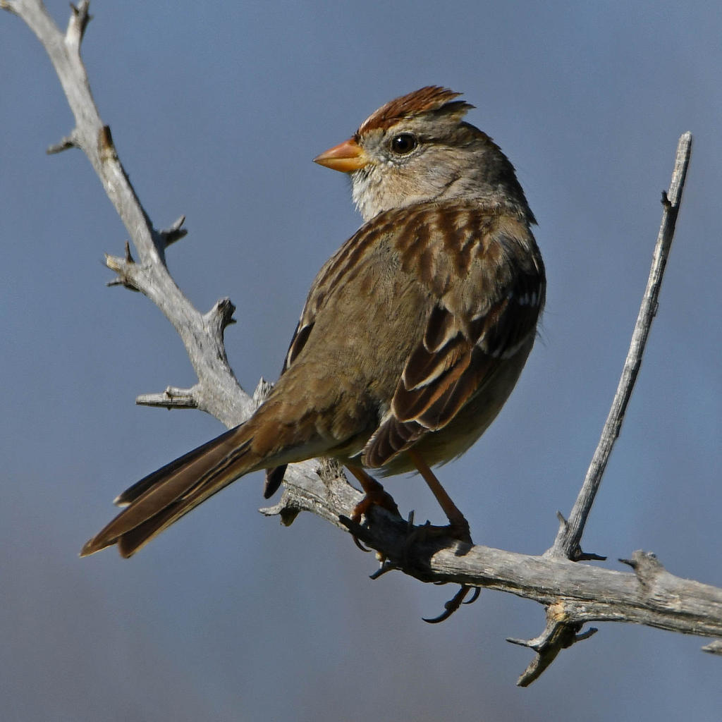 Sparrow5.jpg