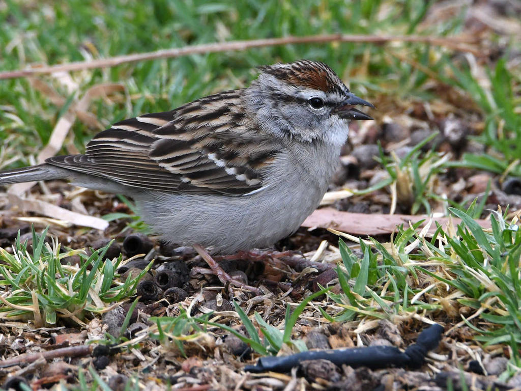 Sparrow5.jpg