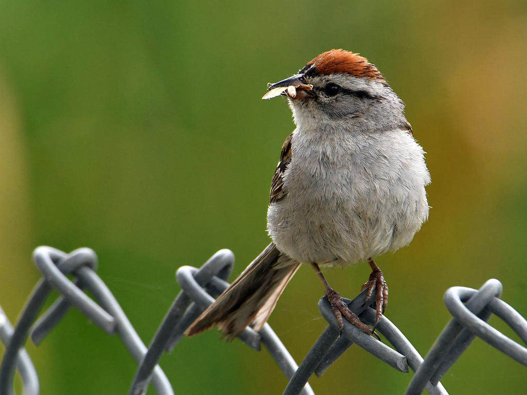Sparrow5.jpg