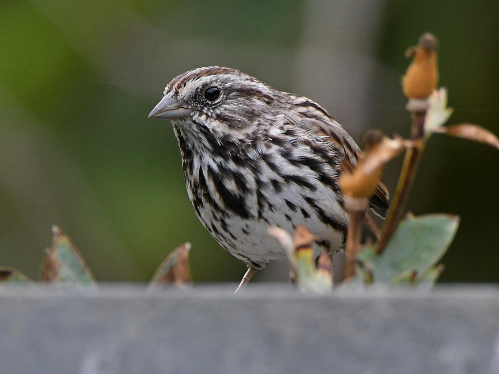 Sparrow5.jpg