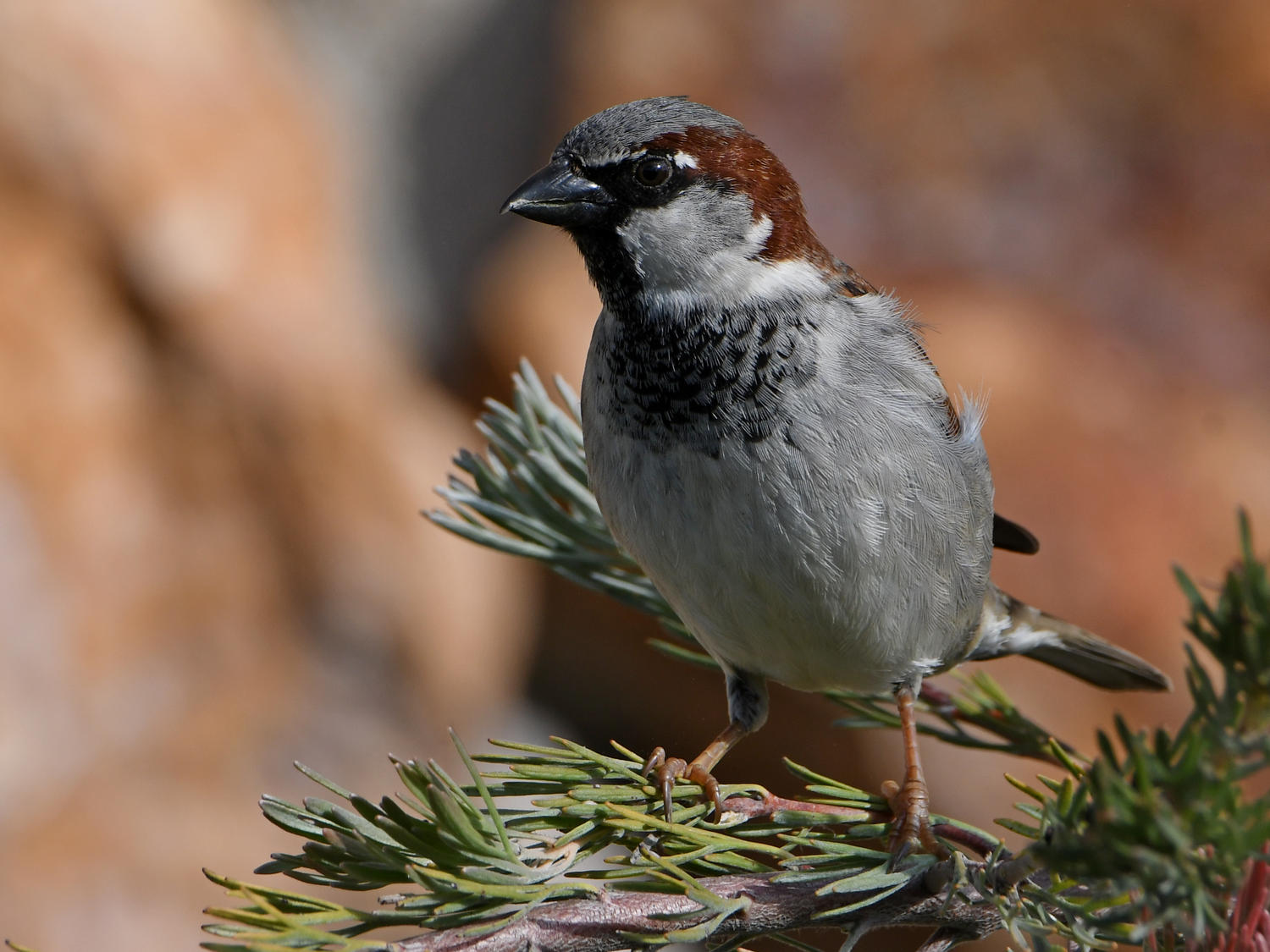 Sparrow5.jpg