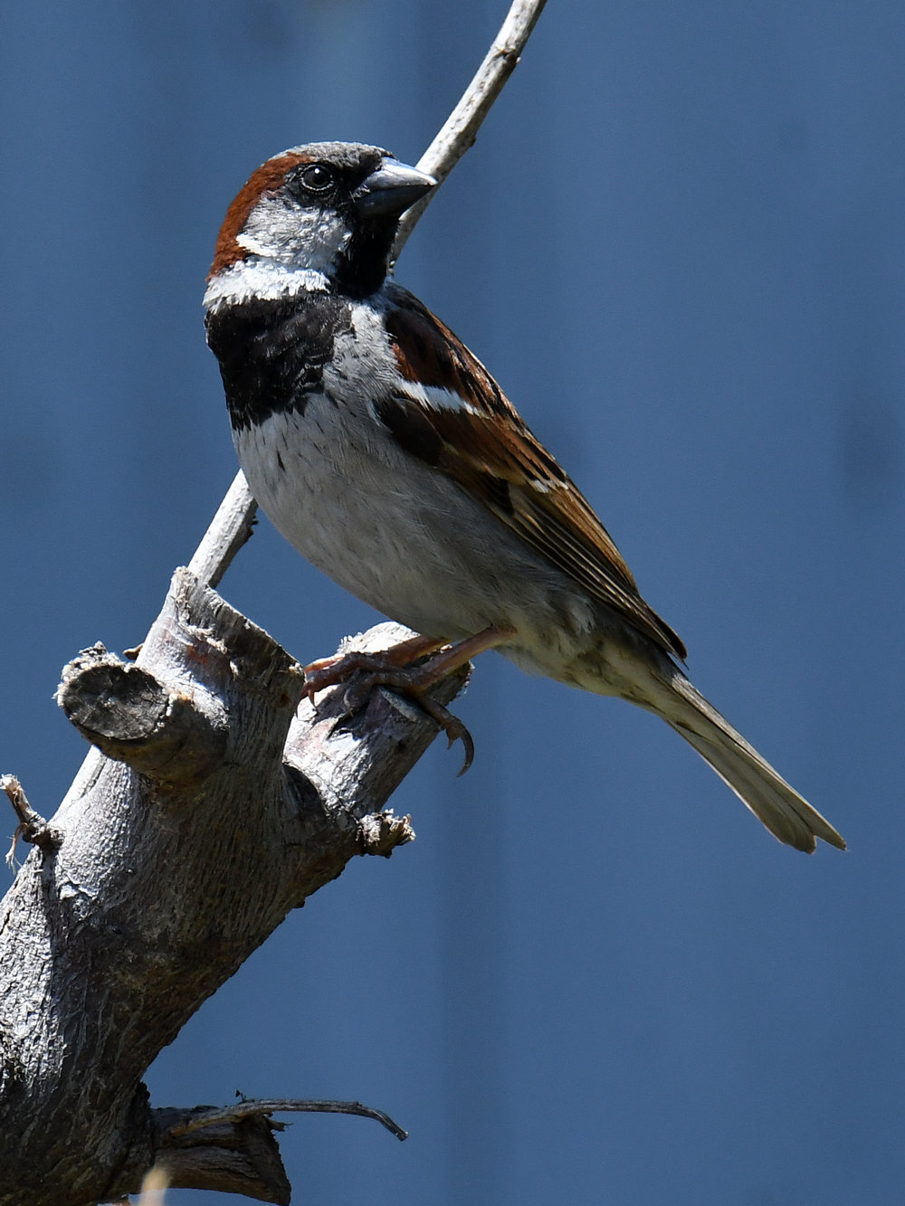 Sparrow5.jpg