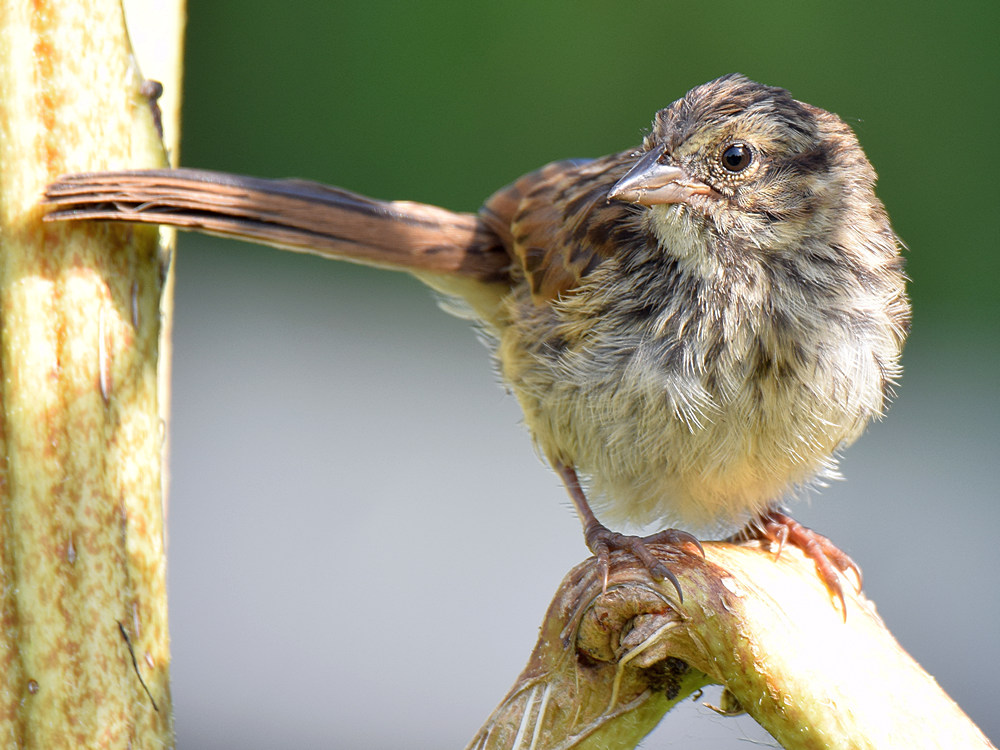 Sparrow6.jpg