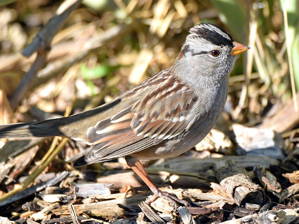 Sparrow6.jpg
