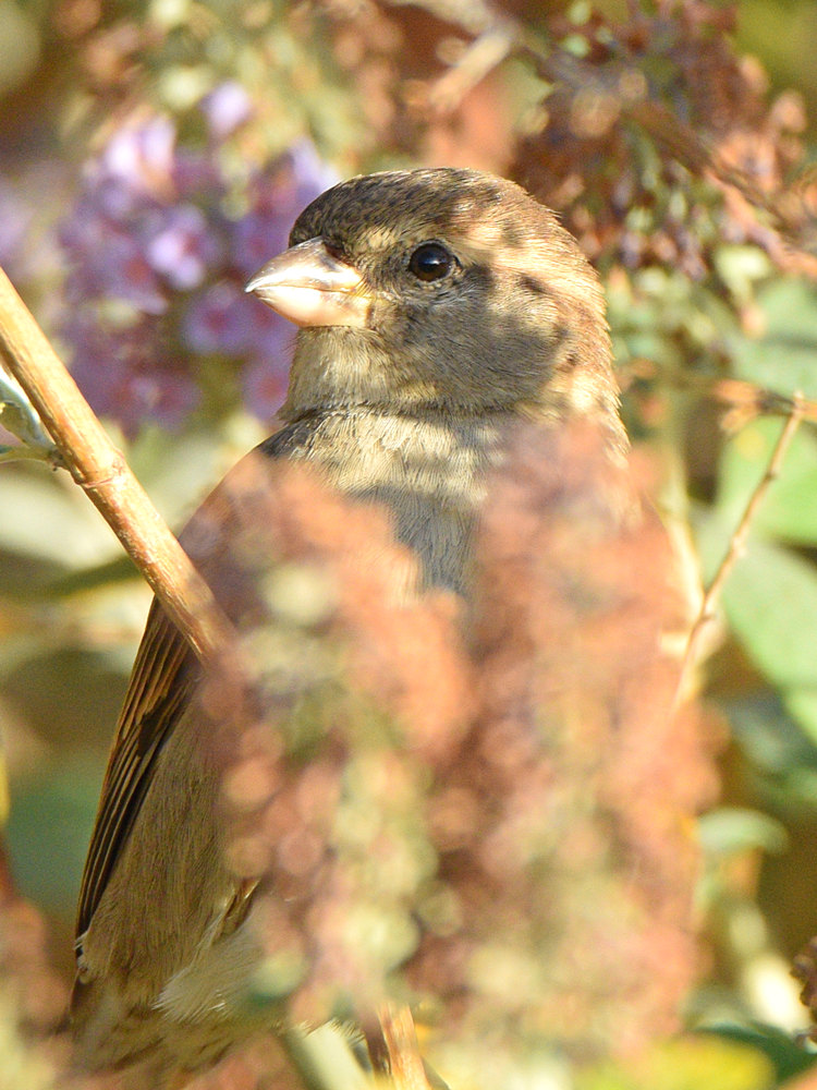 Sparrow6.jpg