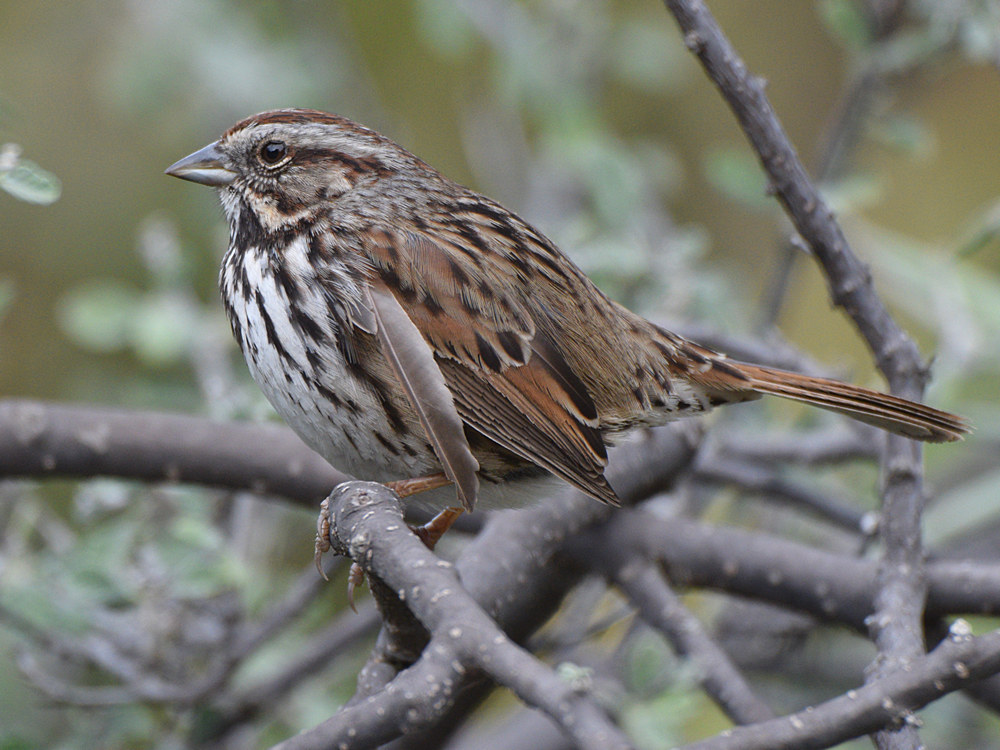 Sparrow6.jpg