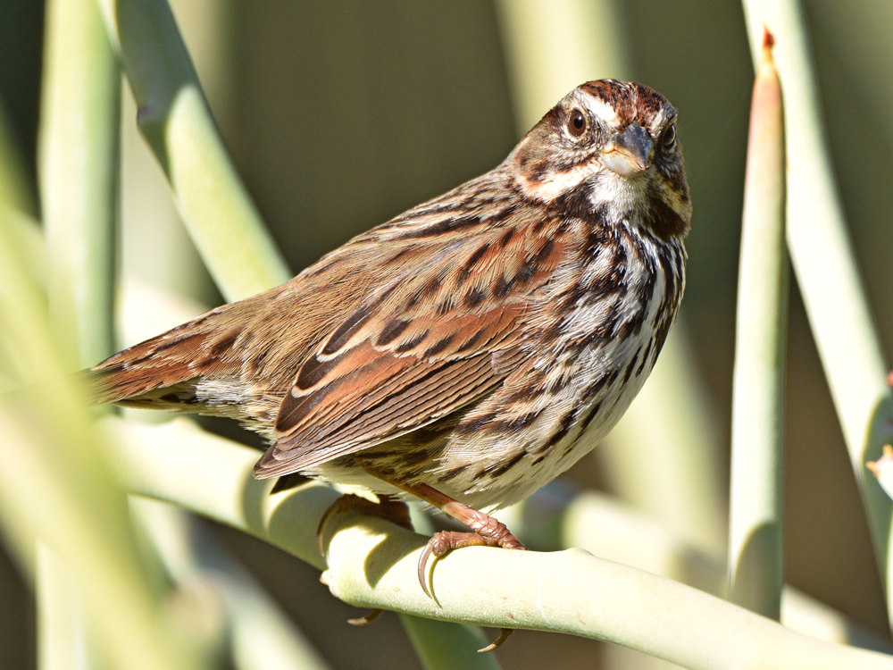 Sparrow6.jpg