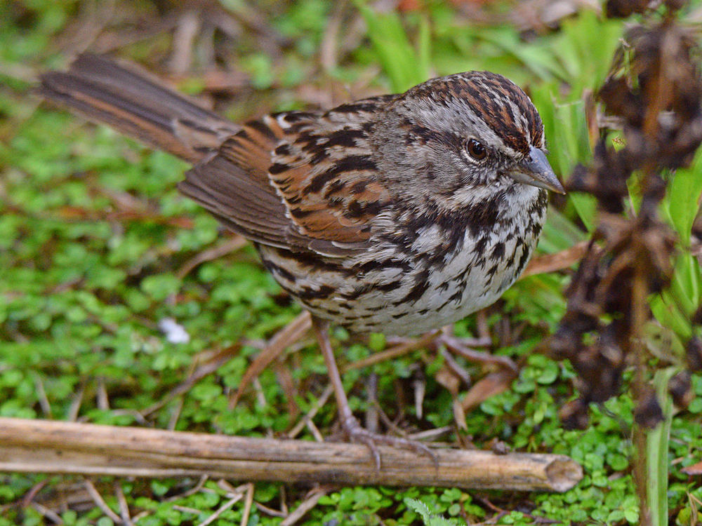 Sparrow6.jpg