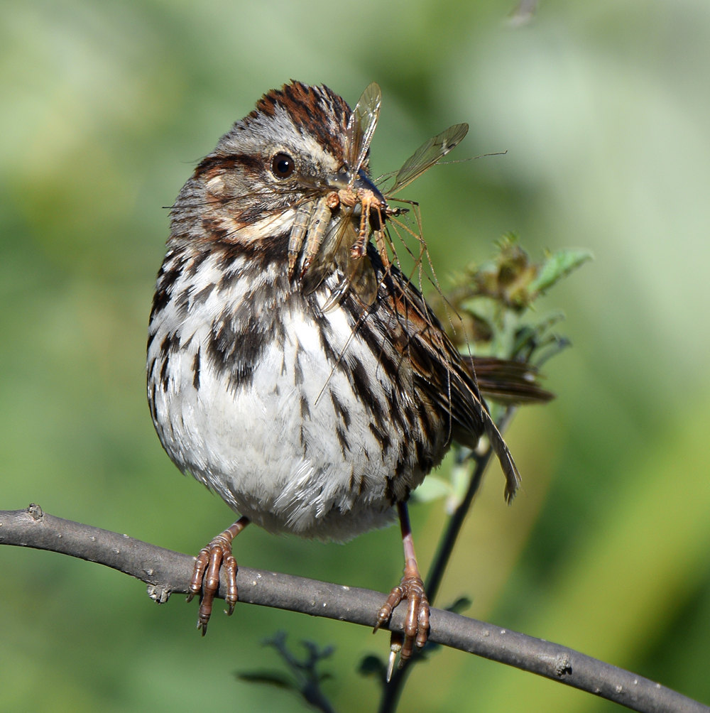Sparrow6.jpg