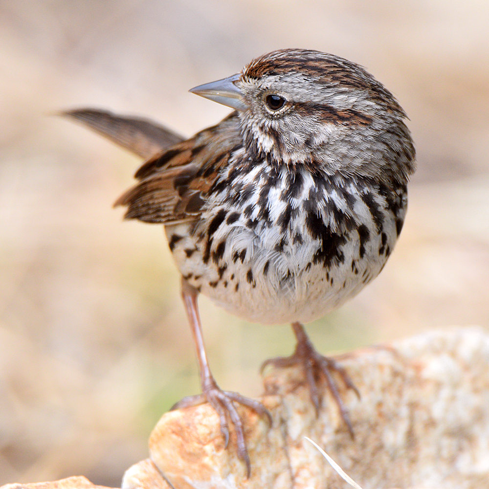 Sparrow6.jpg