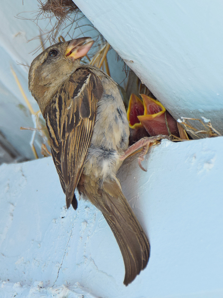 Sparrow6.jpg