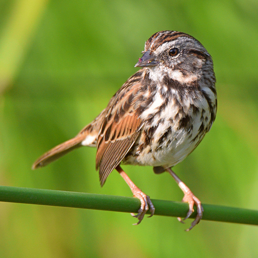Sparrow6.jpg