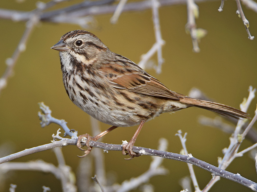 Sparrow6.jpg