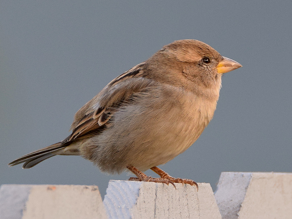 Sparrow6.jpg