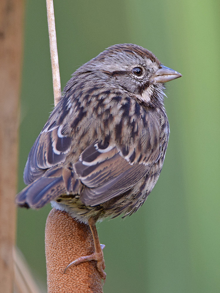 Sparrow6.jpg
