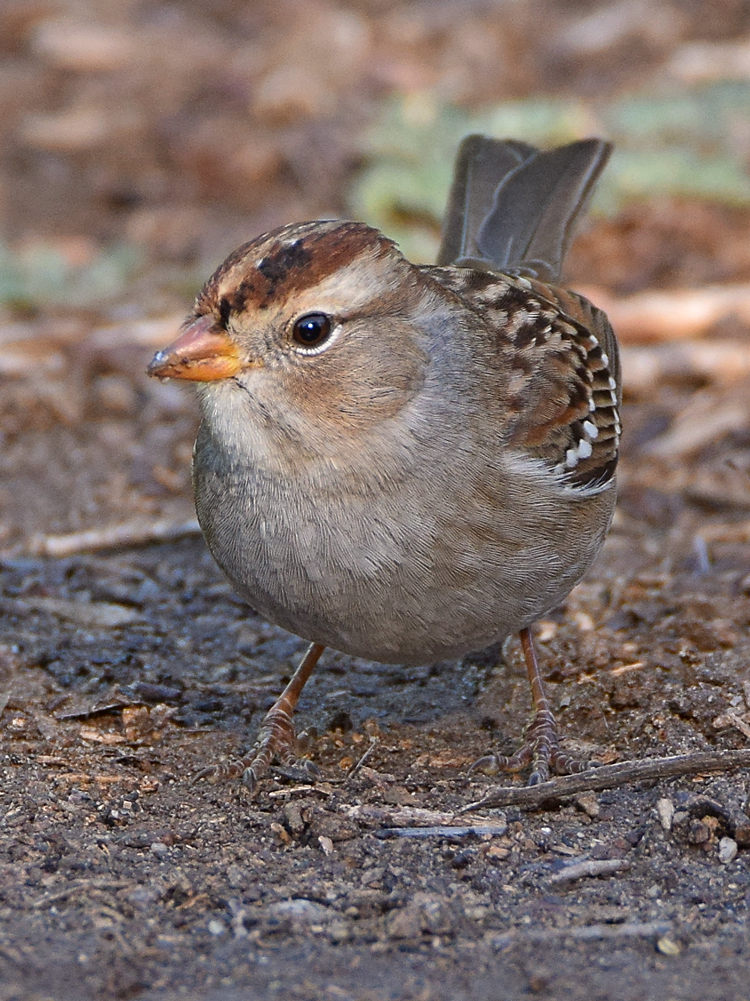 Sparrow6.jpg