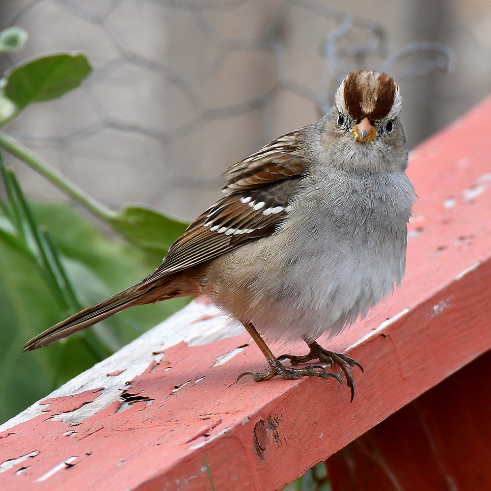Sparrow6.jpg