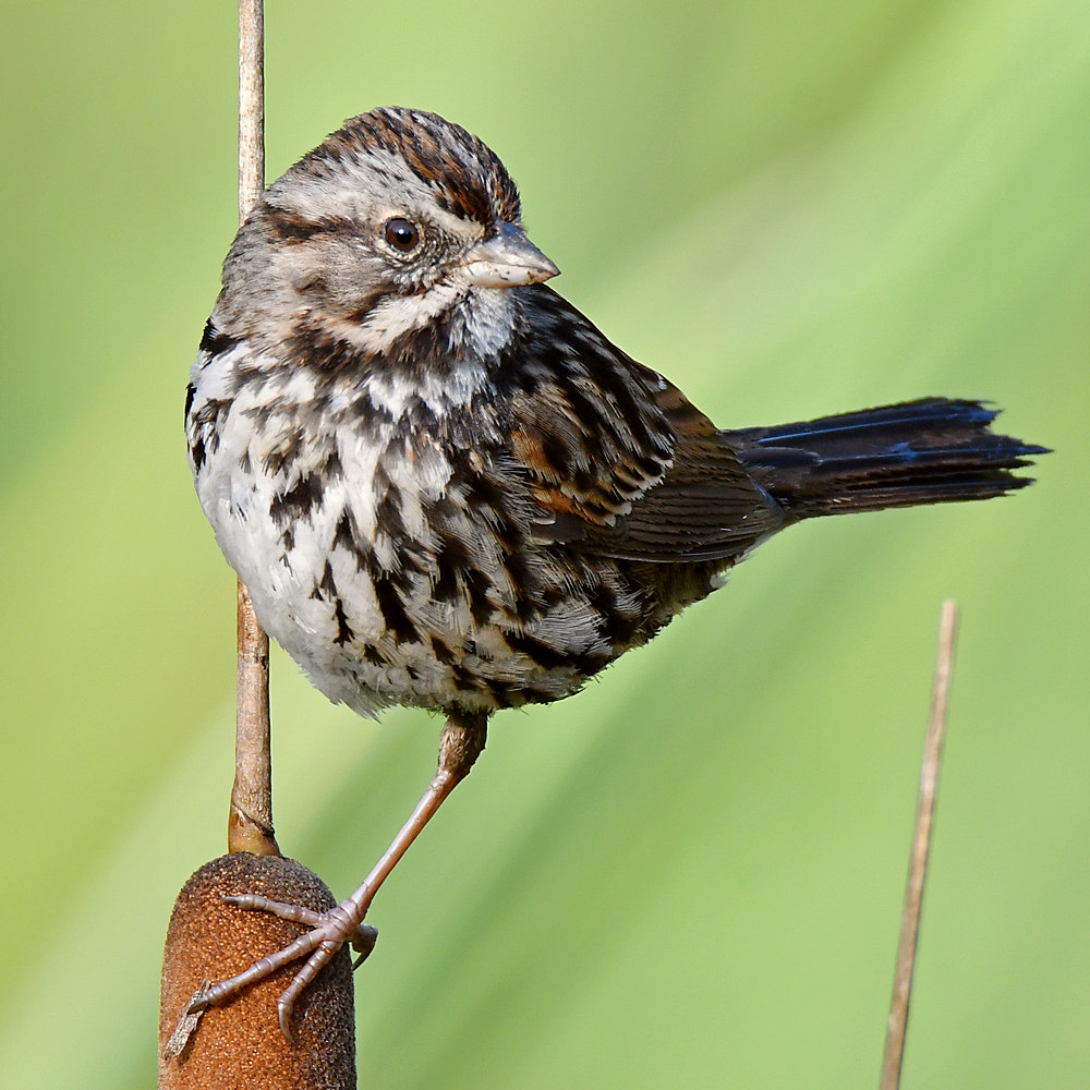 Sparrow6.jpg
