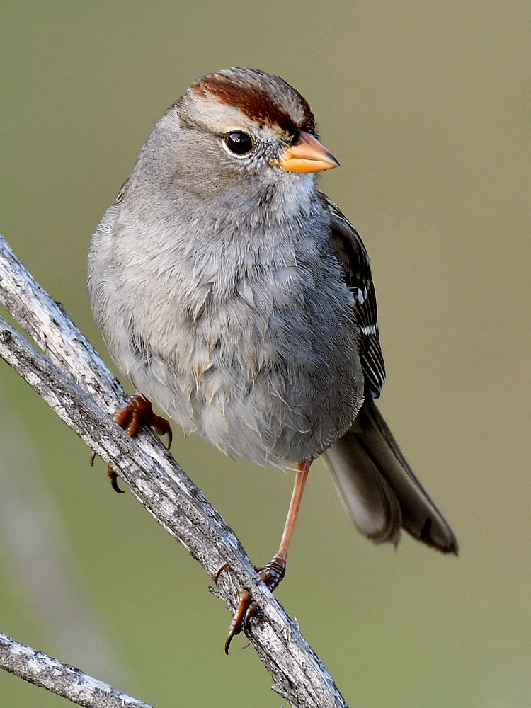 Sparrow6.jpg