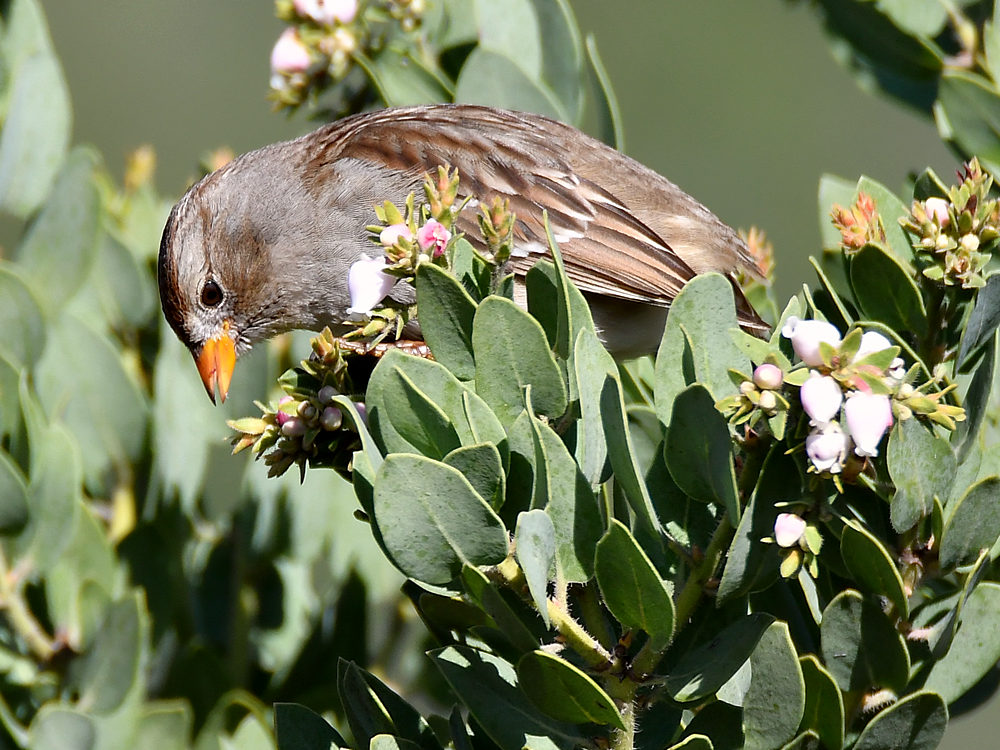 Sparrow6.jpg