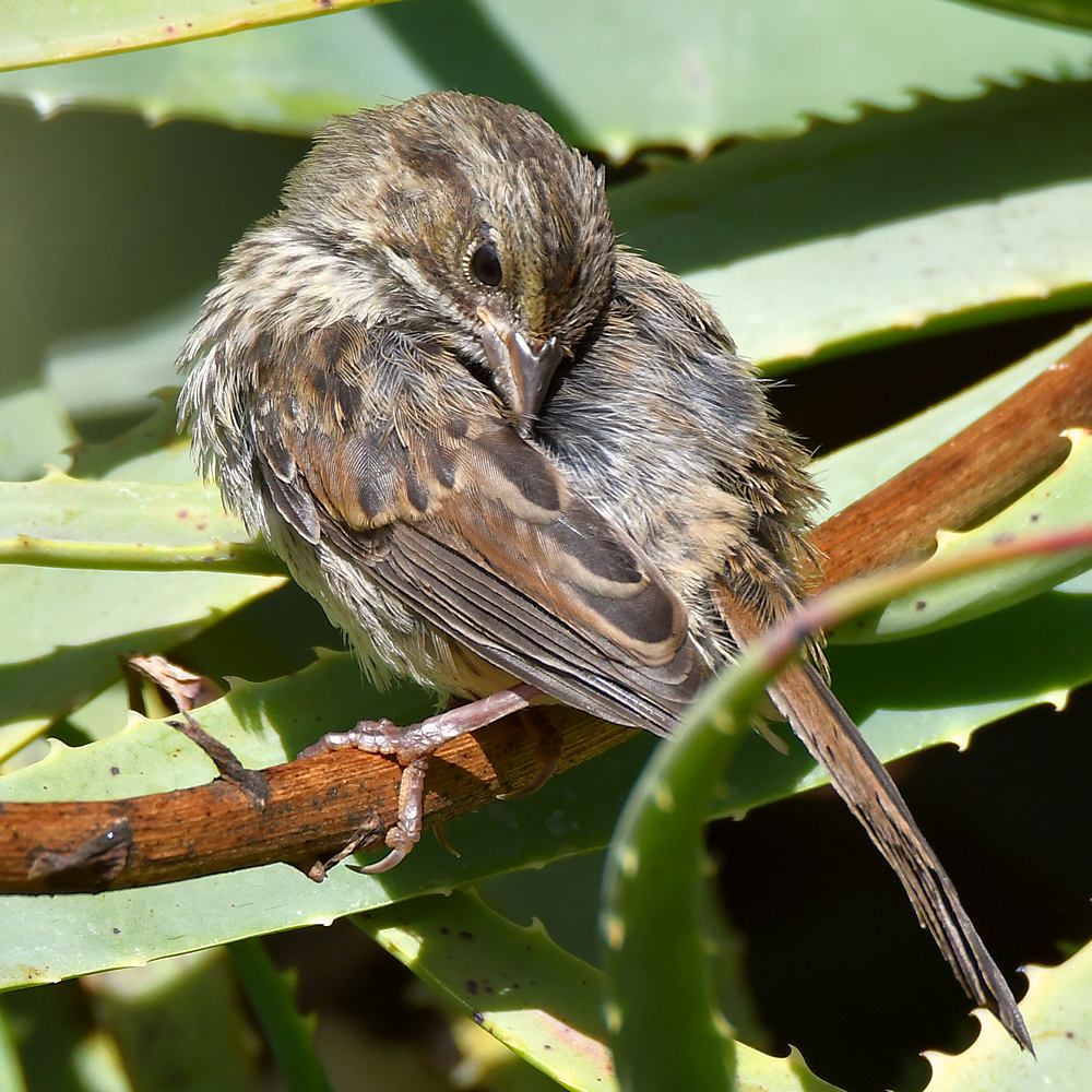Sparrow6.jpg