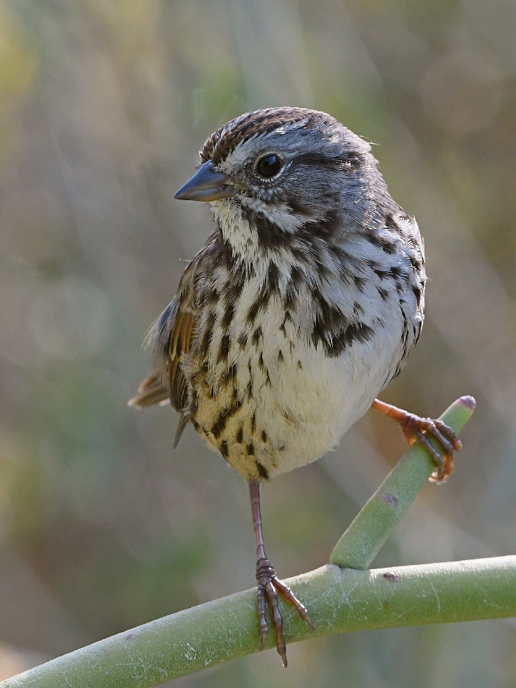 Sparrow6.jpg