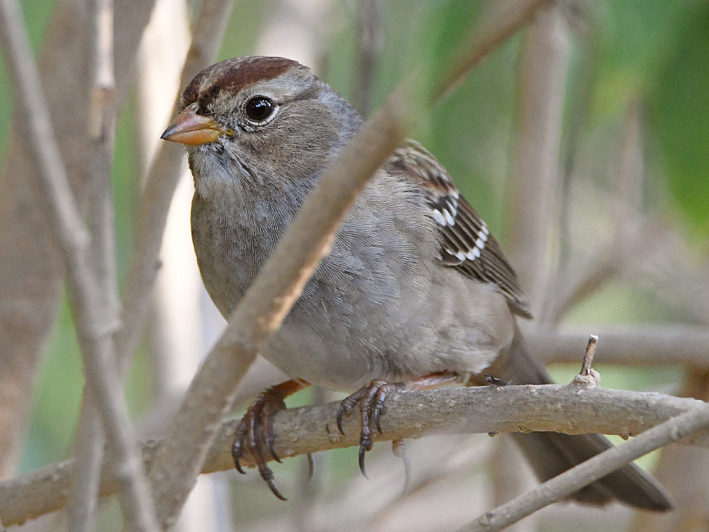 Sparrow6.jpg