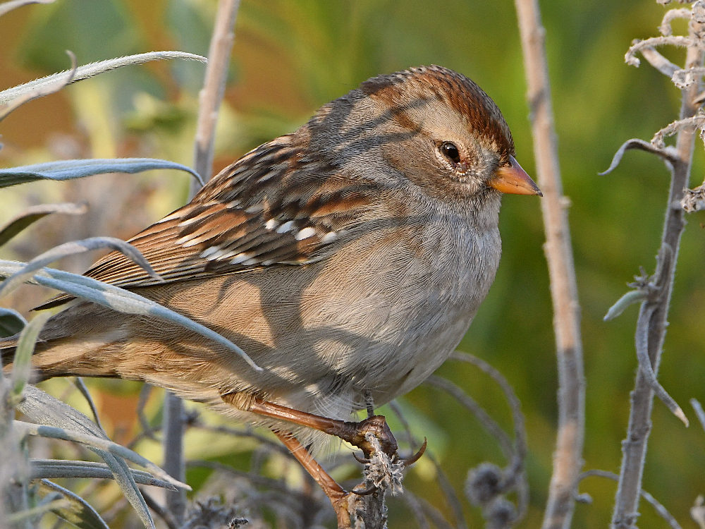 Sparrow6.jpg