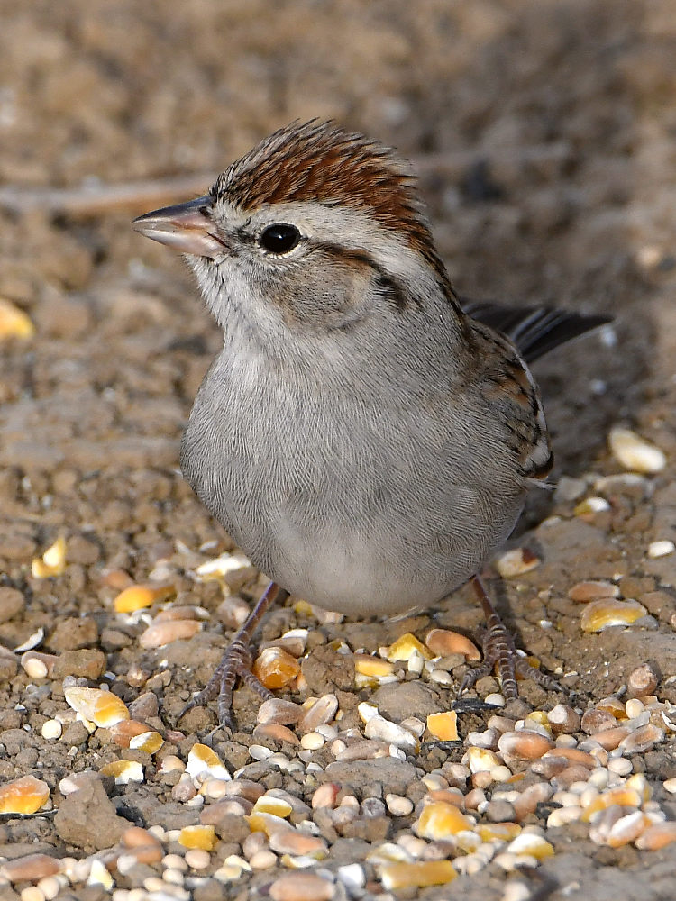 Sparrow6.jpg