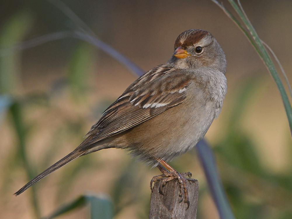 Sparrow6.jpg
