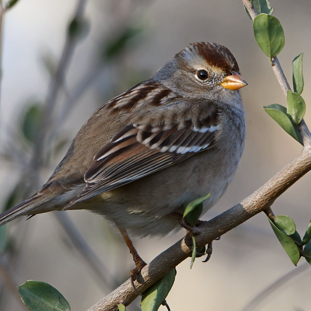 Sparrow6.jpg