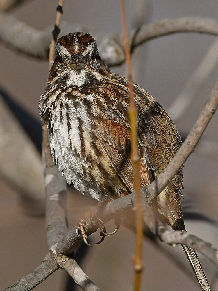 Sparrow6.jpg