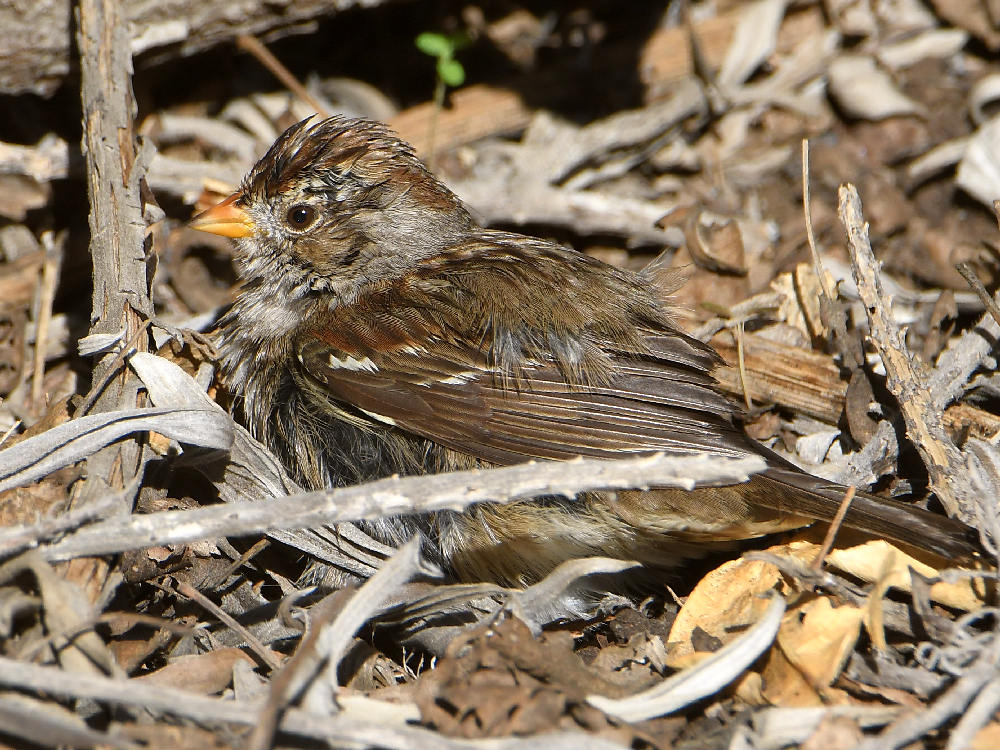 Sparrow6.jpg