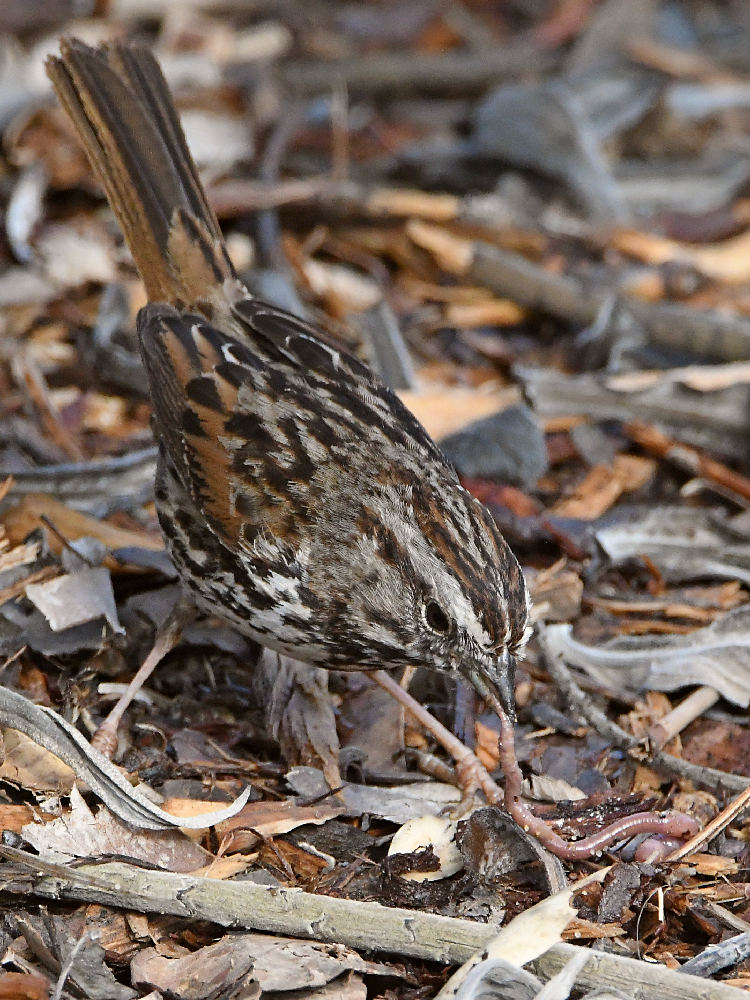 Sparrow6.jpg