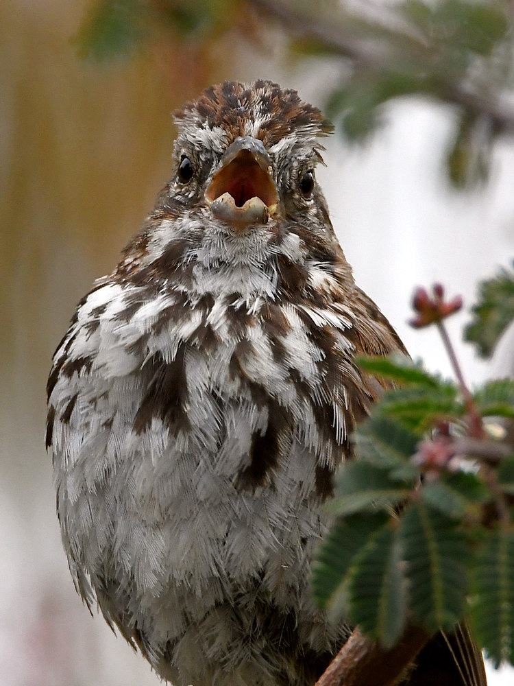 Sparrow6.jpg