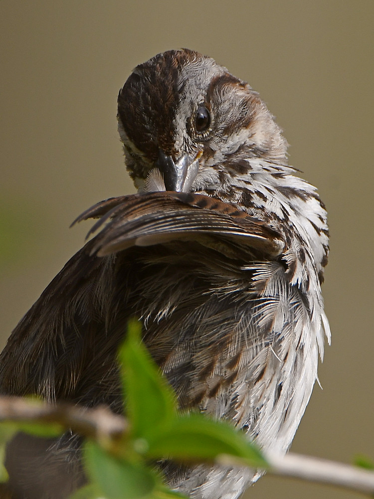 Sparrow6.jpg