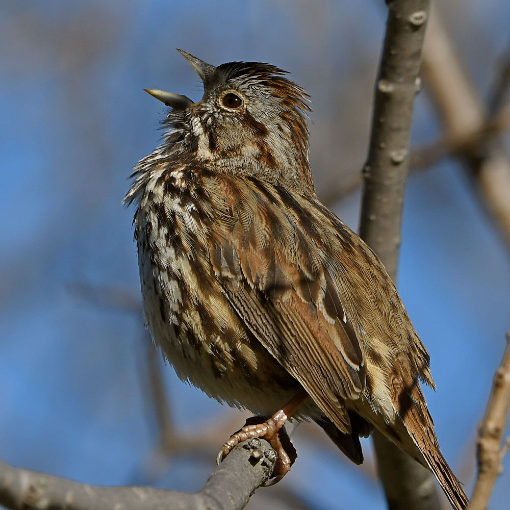 Sparrow6.jpg