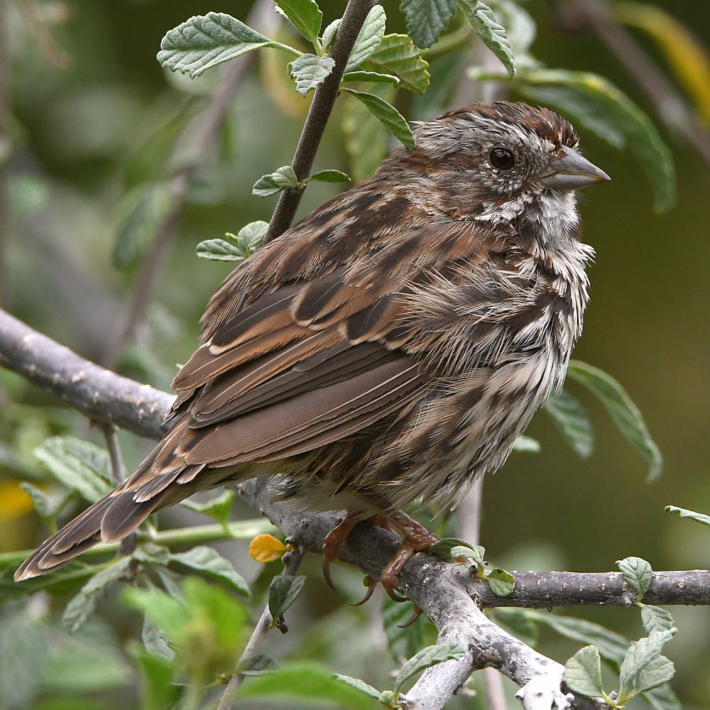 Sparrow6.jpg
