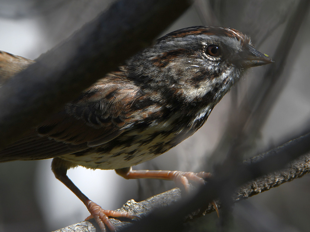 Sparrow6.jpg